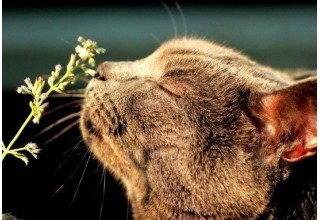 Котяча м’ята: що це таке і як вона впливає на котів
