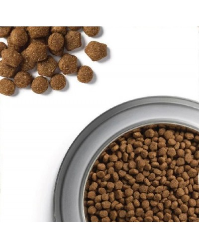 Dog Chow Puppy Large Breed